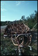 Reindeer, Finnmark.