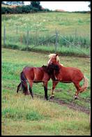Horses courting
