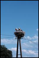 Storks, symbols of the Polish countryside.