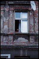 Dog in window, Bydgoszcz.