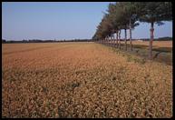 Rice fields near Novara.