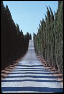 Cypress lane, near San Gimignano.